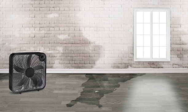Best Water damage cleanup near me  in Yardley, PA